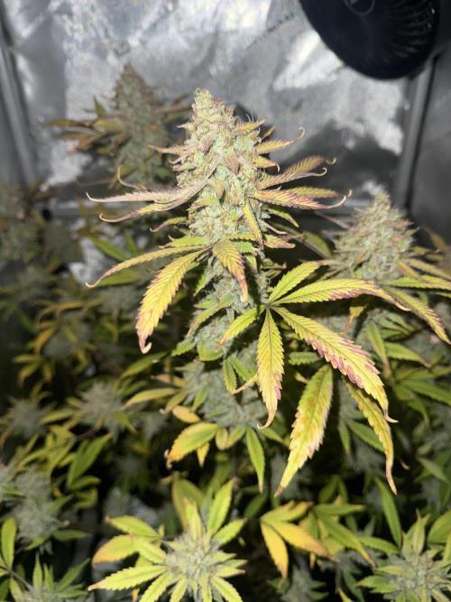 Piglettas purple potion. Week 11