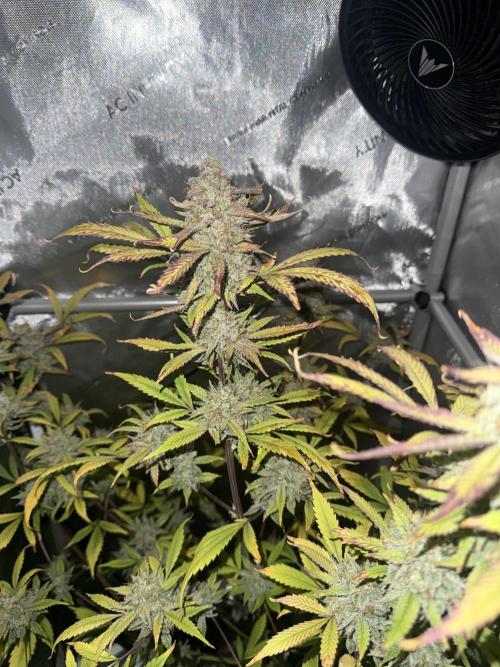 Piglettas purple potion. Week 11