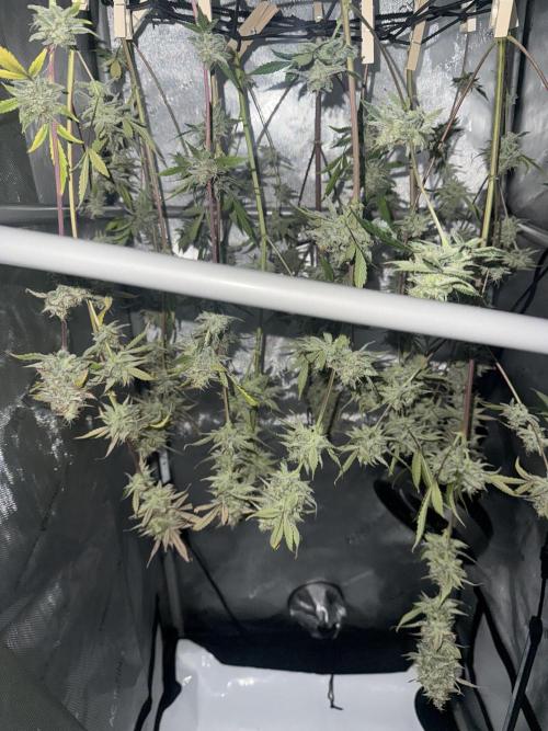 Piglettas purple potion. Week 11
