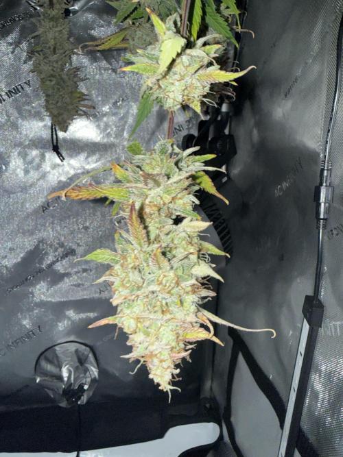 Piglettas purple potion. Week 11