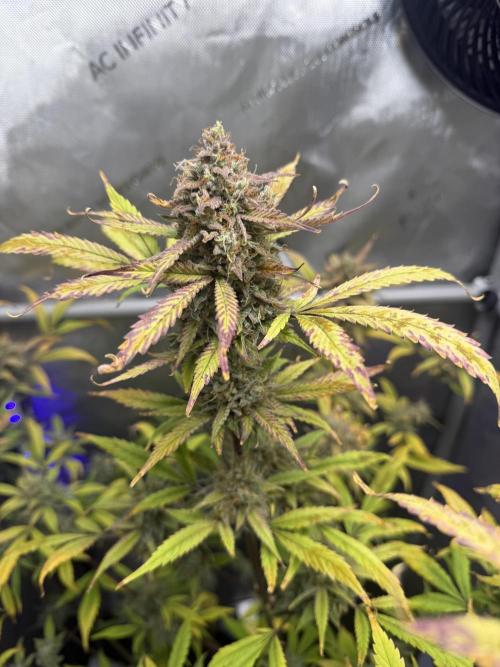 Piglettas purple potion. Week 11