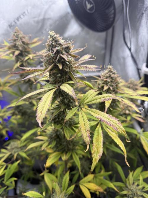Piglettas purple potion. Week 11
