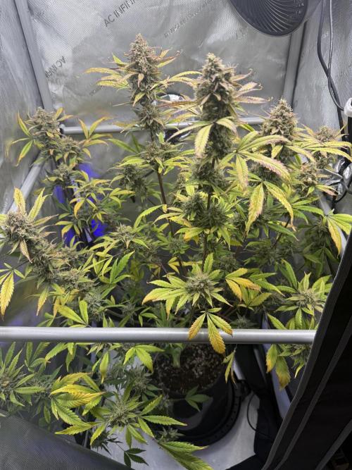 Piglettas purple potion. Week 11