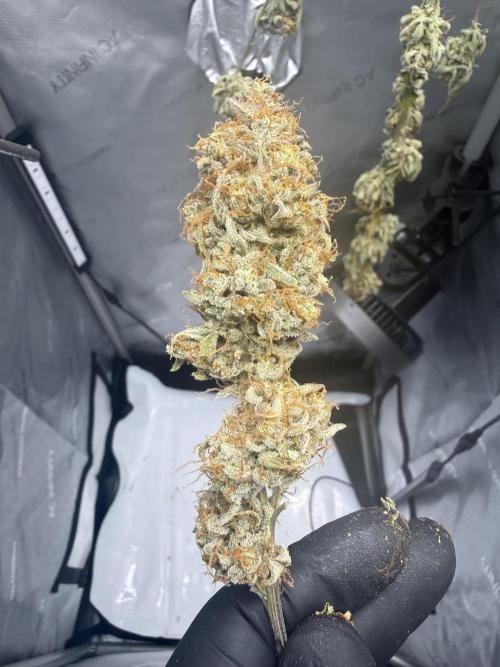 Piglettas purple potion. Week 12