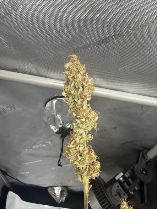 Piglettas purple potion. Week 12