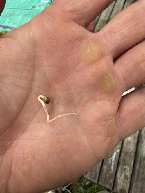 Blurberry HAG. Week 0
