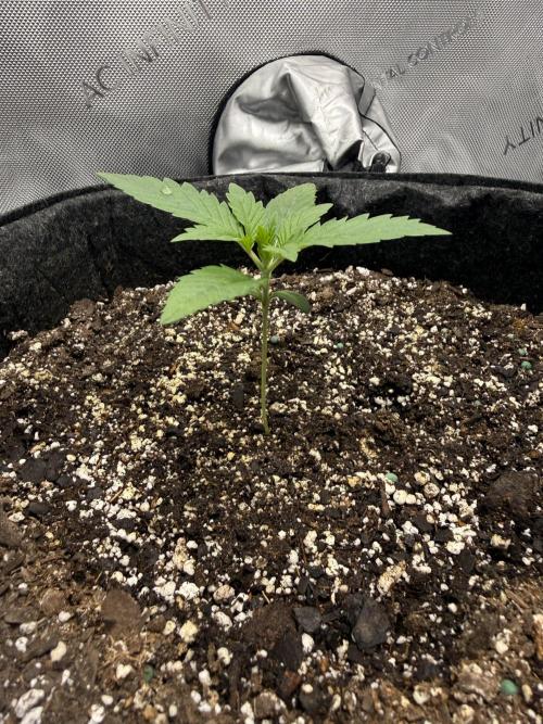 Blurberry HAG. Week 1