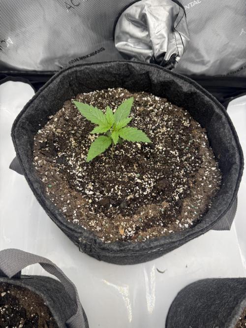 Blurberry . Week 1