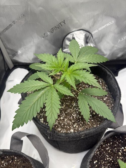 Blurberry HAG. Week 2