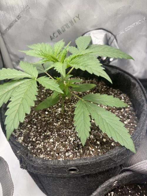 Blurberry HAG. Week 2