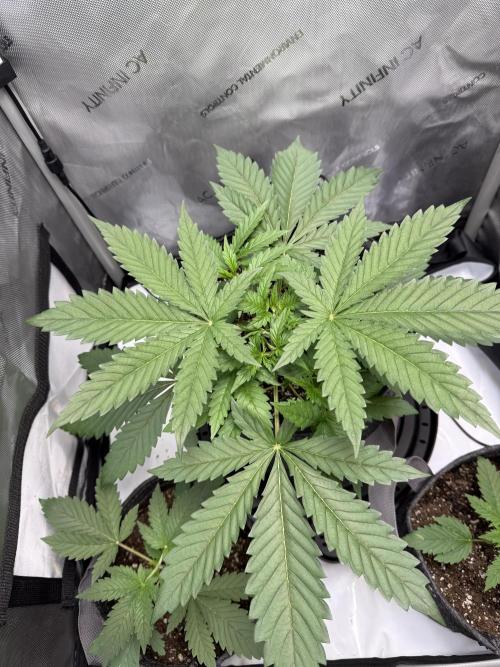Blurberry HAG. Week 3