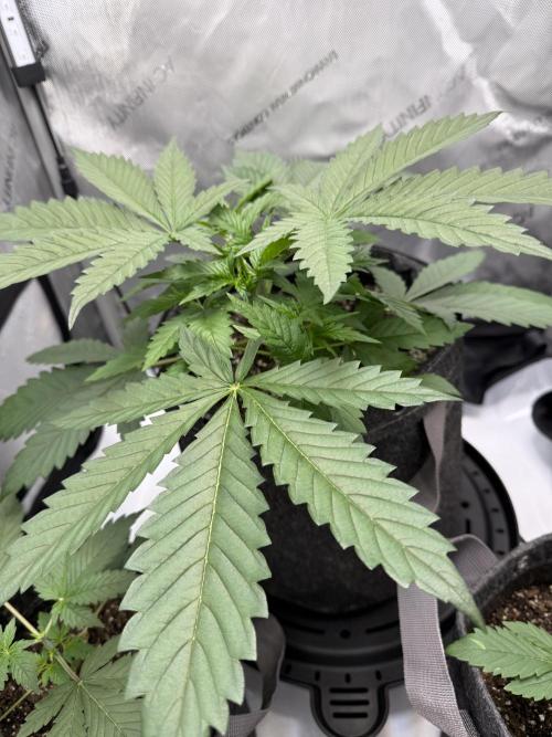 Blurberry HAG. Week 3