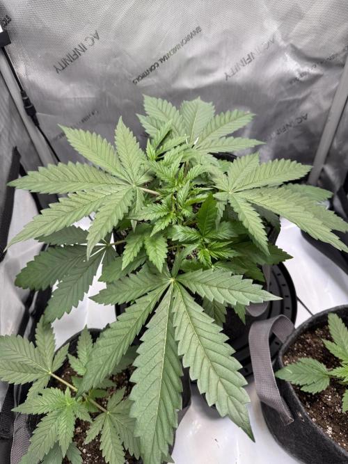 Blurberry . Week 3