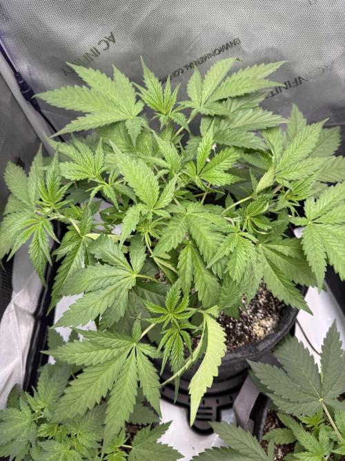 Blurberry HAG. Week 4