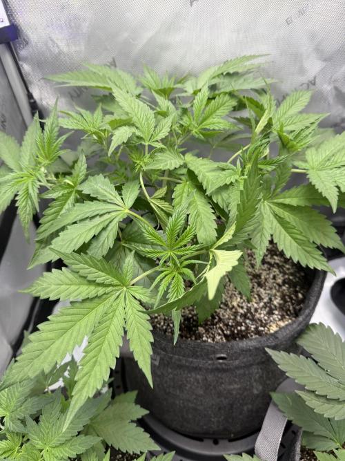 Blurberry HAG. Week 4