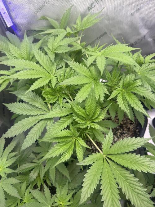 Blurberry HAG. Week 5