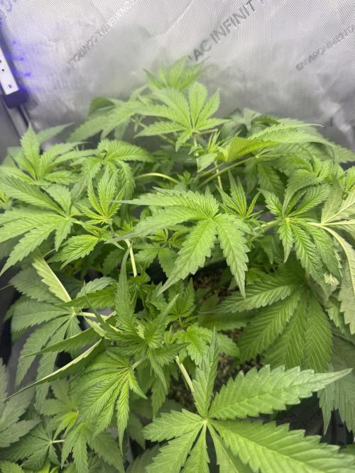 Blurberry HAG. Week 5