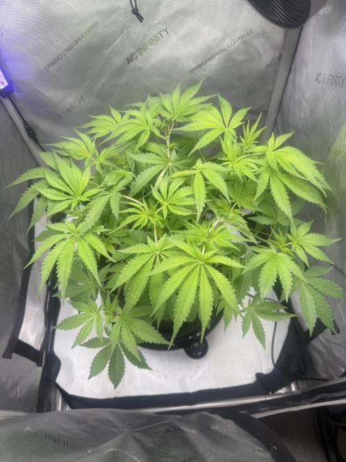 Blurberry HAG. Week 6