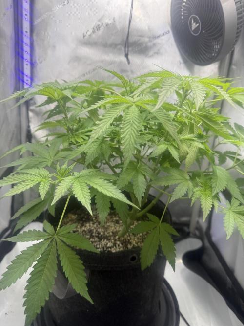 Blurberry HAG. Week 6