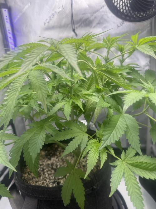 Blurberry HAG. Week 6