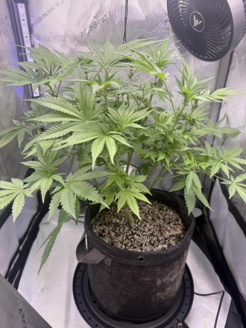 Blurberry HAG. Week 7