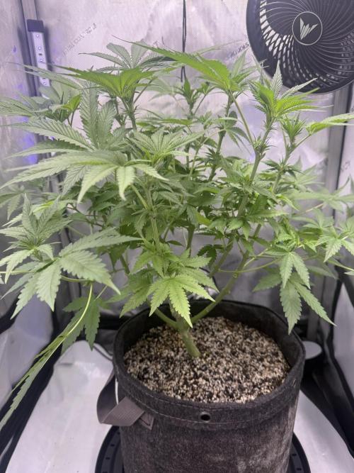 Blurberry HAG. Week 7