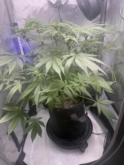 Blurberry HAG. Week 8