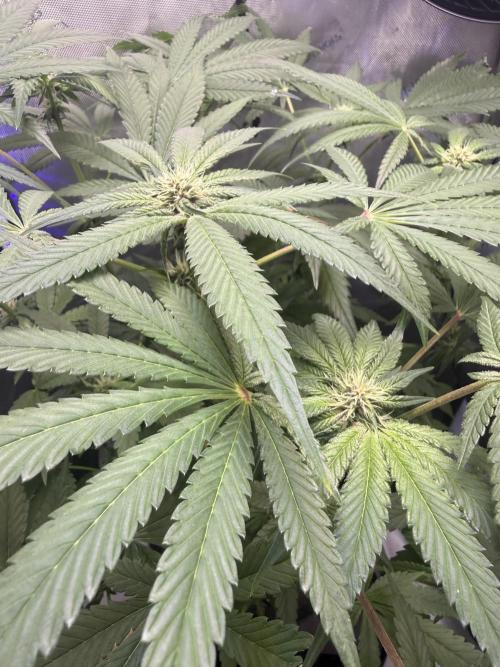 Blurberry HAG. Week 8