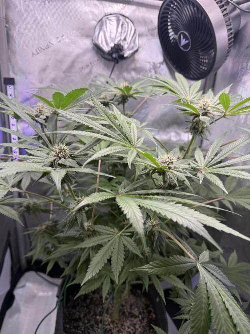 Blurberry HAG. Week 9