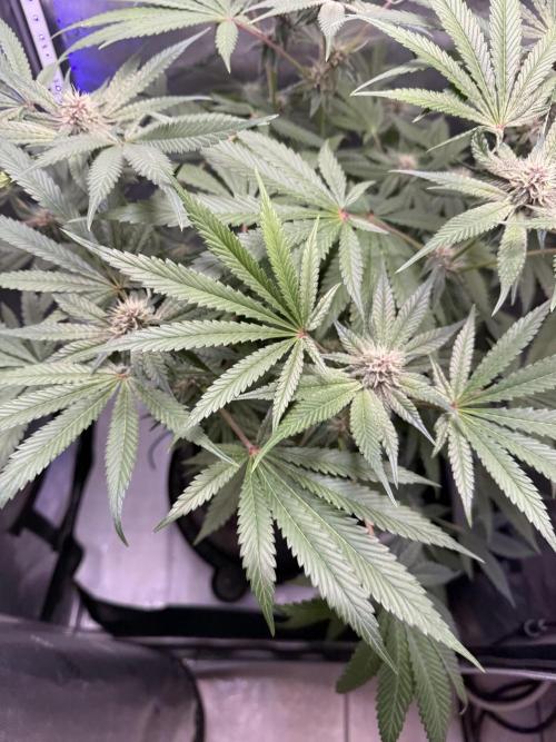 Blurberry HAG. Week 9