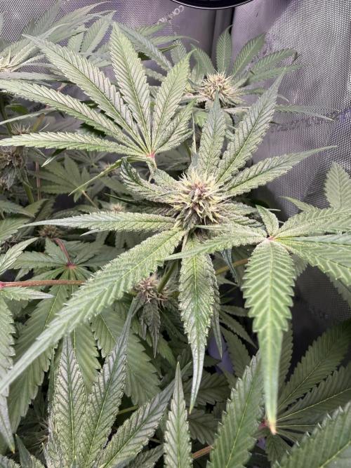 Blurberry HAG. Week 9