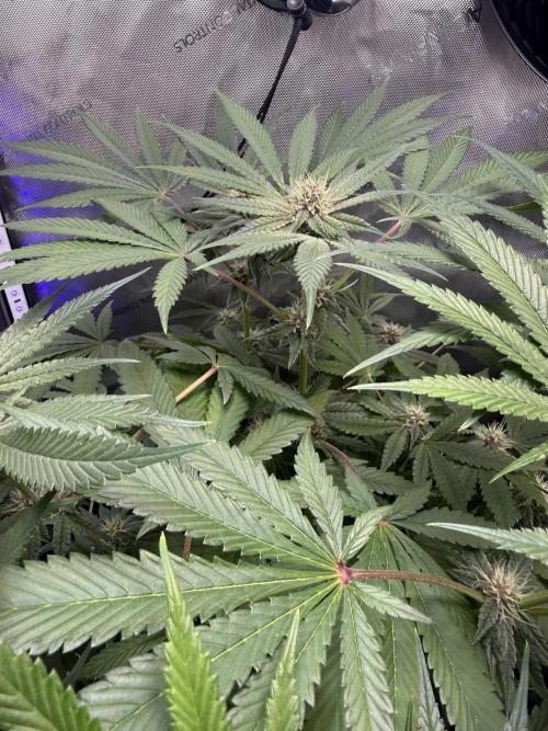Blurberry HAG. Week 9