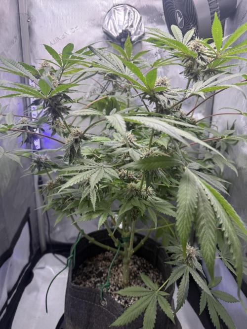 Blurberry HAG. Week 10