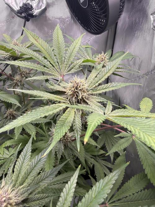 Blurberry HAG. Week 10