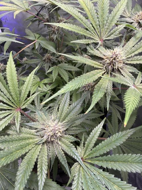 Blurberry HAG. Week 10