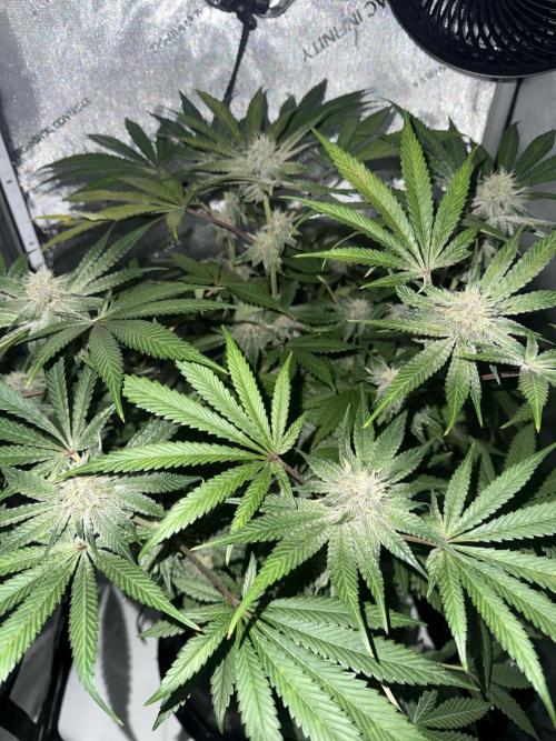 Blurberry HAG. Week 10