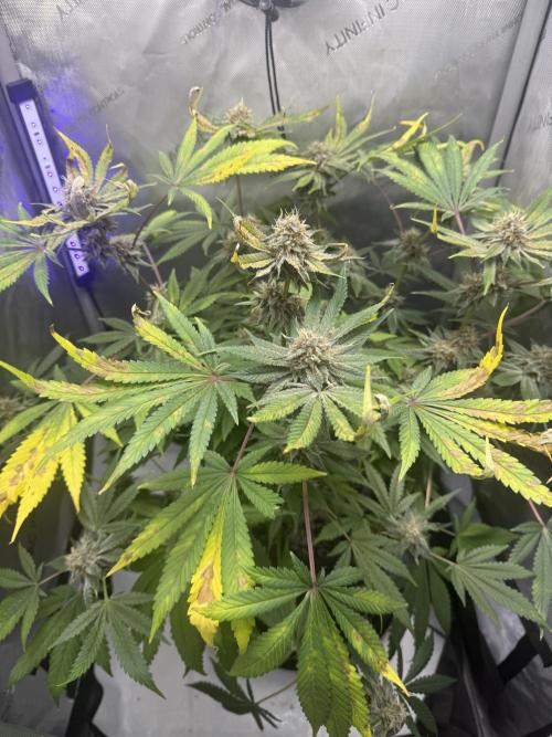 Blurberry HAG. Week 11