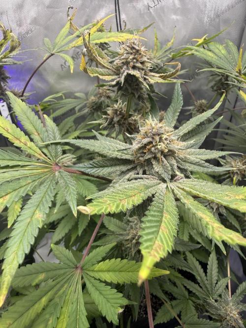 Blurberry HAG. Week 11