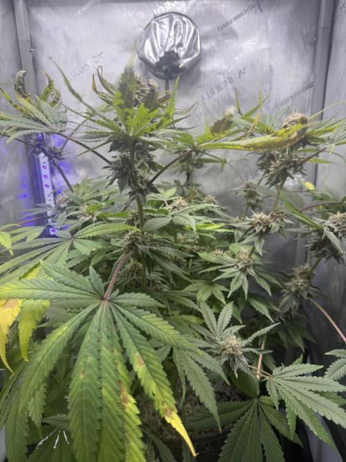 Blurberry HAG. Week 11