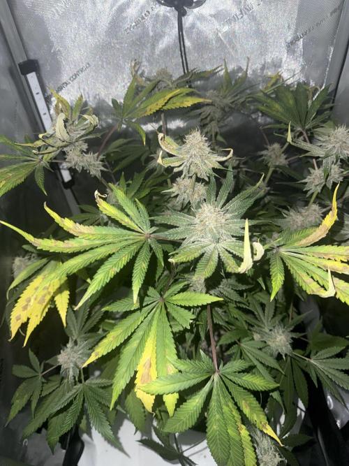 Blurberry HAG. Week 11