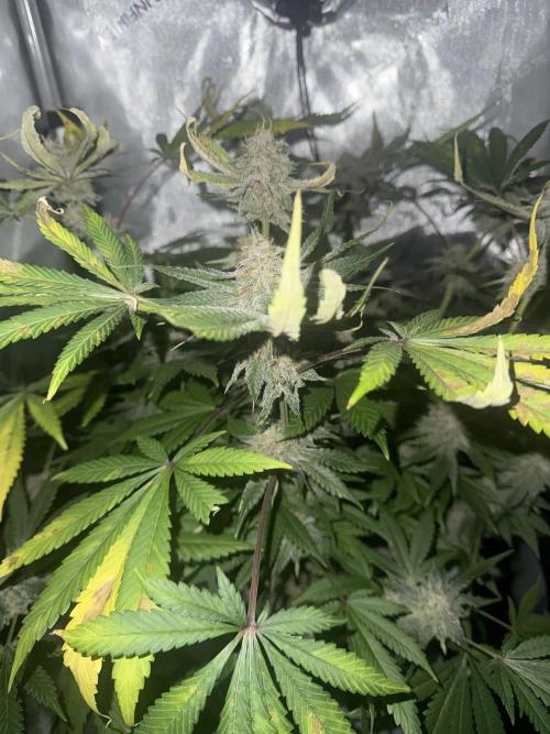 Blurberry HAG. Week 11