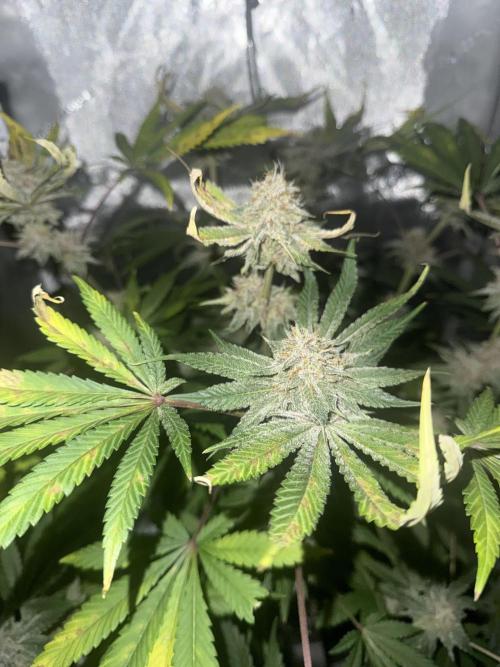 Blurberry HAG. Week 11