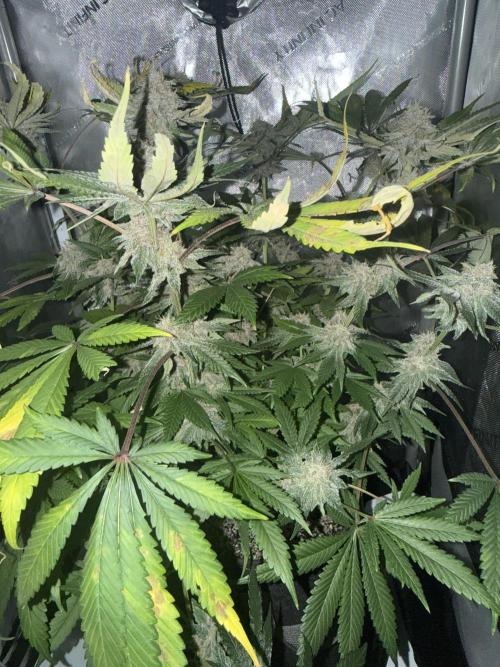 Blurberry HAG. Week 11