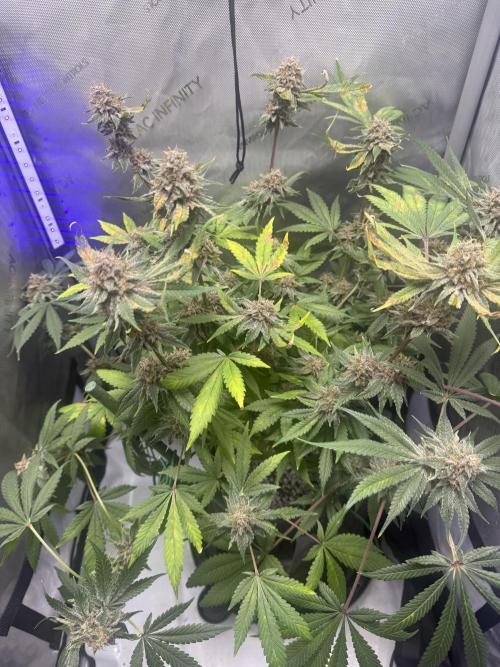 Blurberry HAG. Week 12
