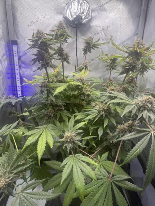 Blurberry HAG. Week 12