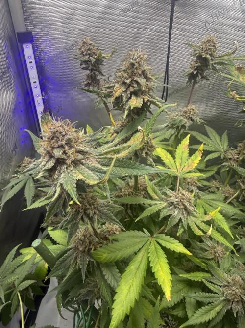 Blurberry HAG. Week 12