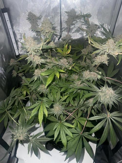 Blurberry HAG. Week 12
