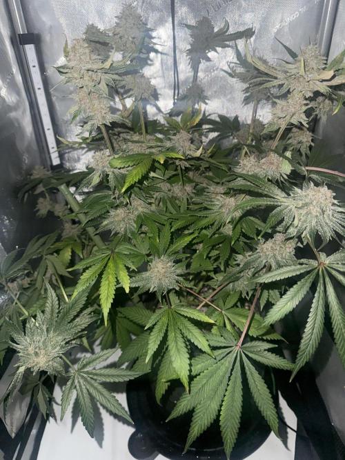 Blurberry HAG. Week 12