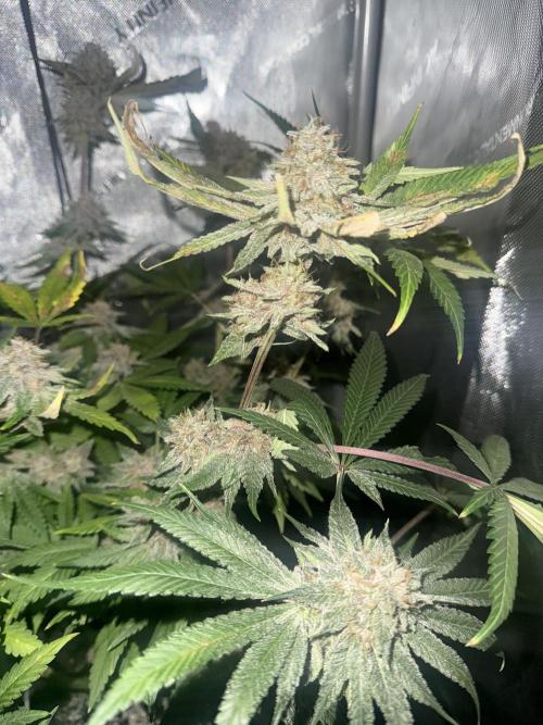 Blurberry HAG. Week 12