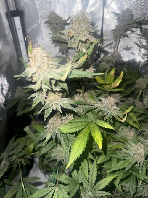 Blurberry HAG. Week 12